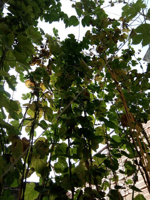 lupulo2