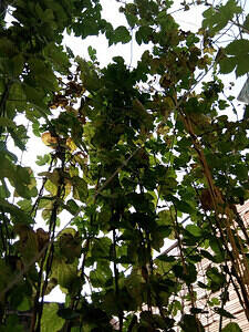 lupulo2